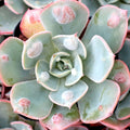 Echeveria 'Raindrops'