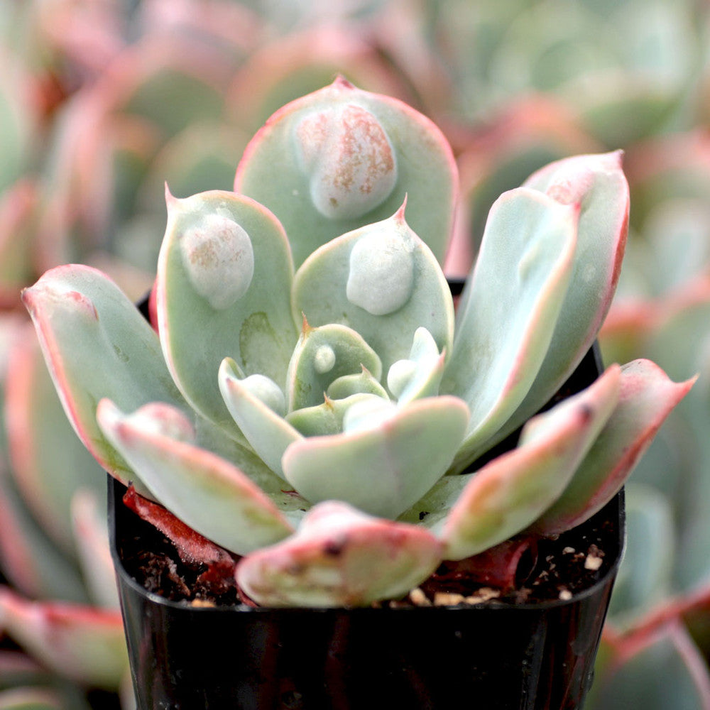 Echeveria 'Raindrops'