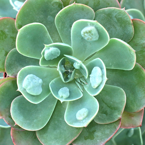 Echeveria 'Raindrops'