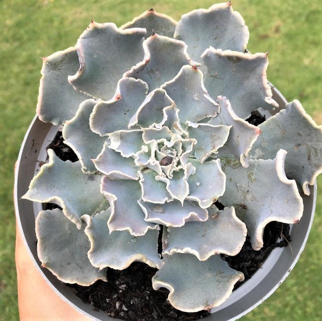Echeveria shaviana