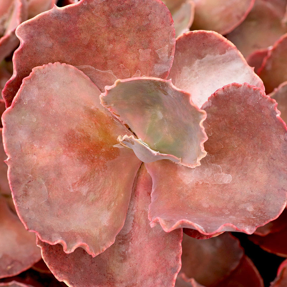 Echeveria 'The Rose' [limited]