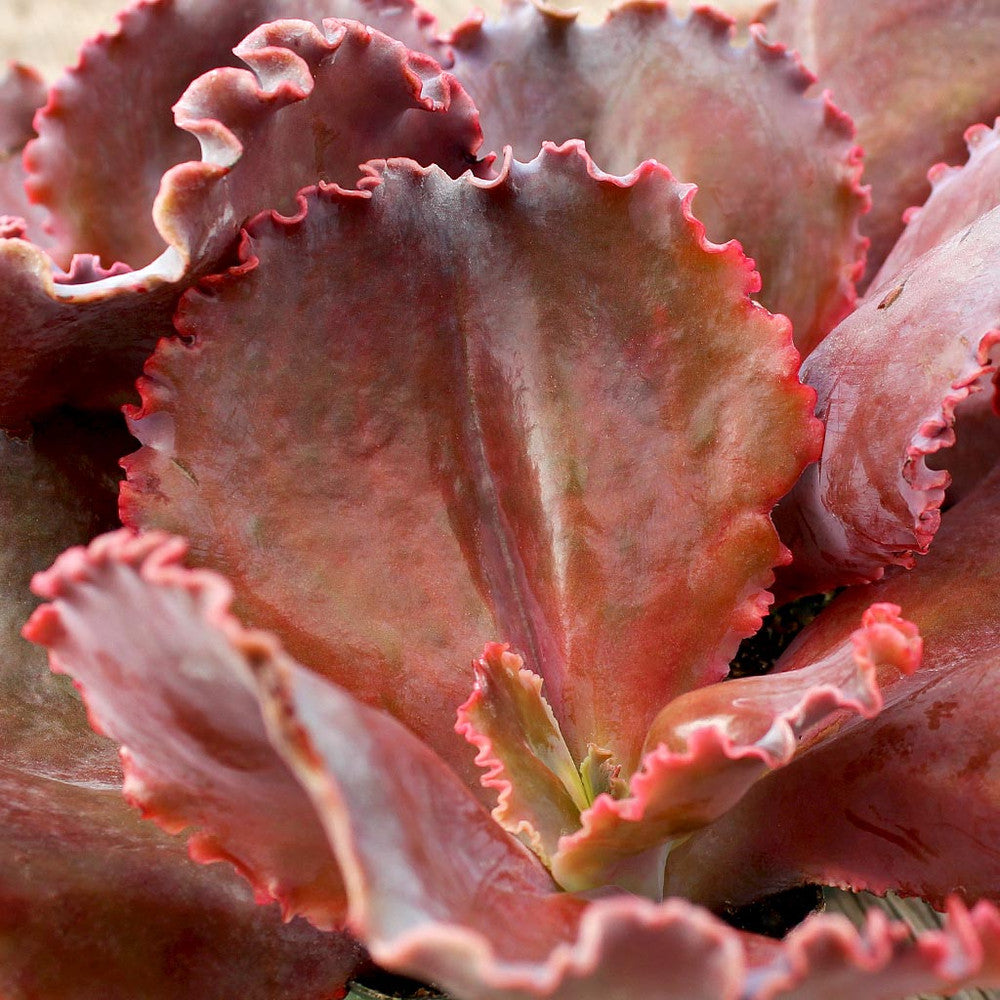 Echeveria 'The Rose' [limited]
