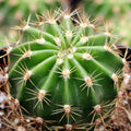Echinobivia 'Rainbow Bursts'