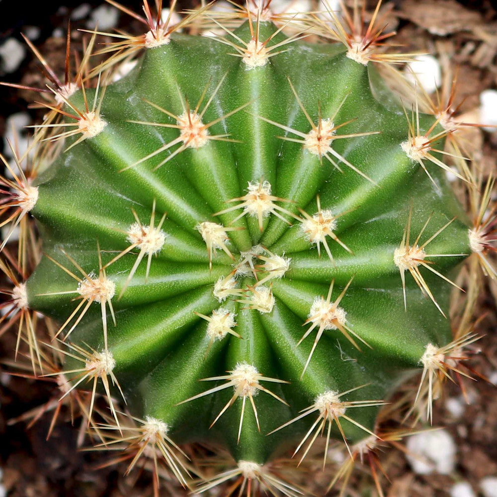 Echinobivia 'Rainbow Bursts'