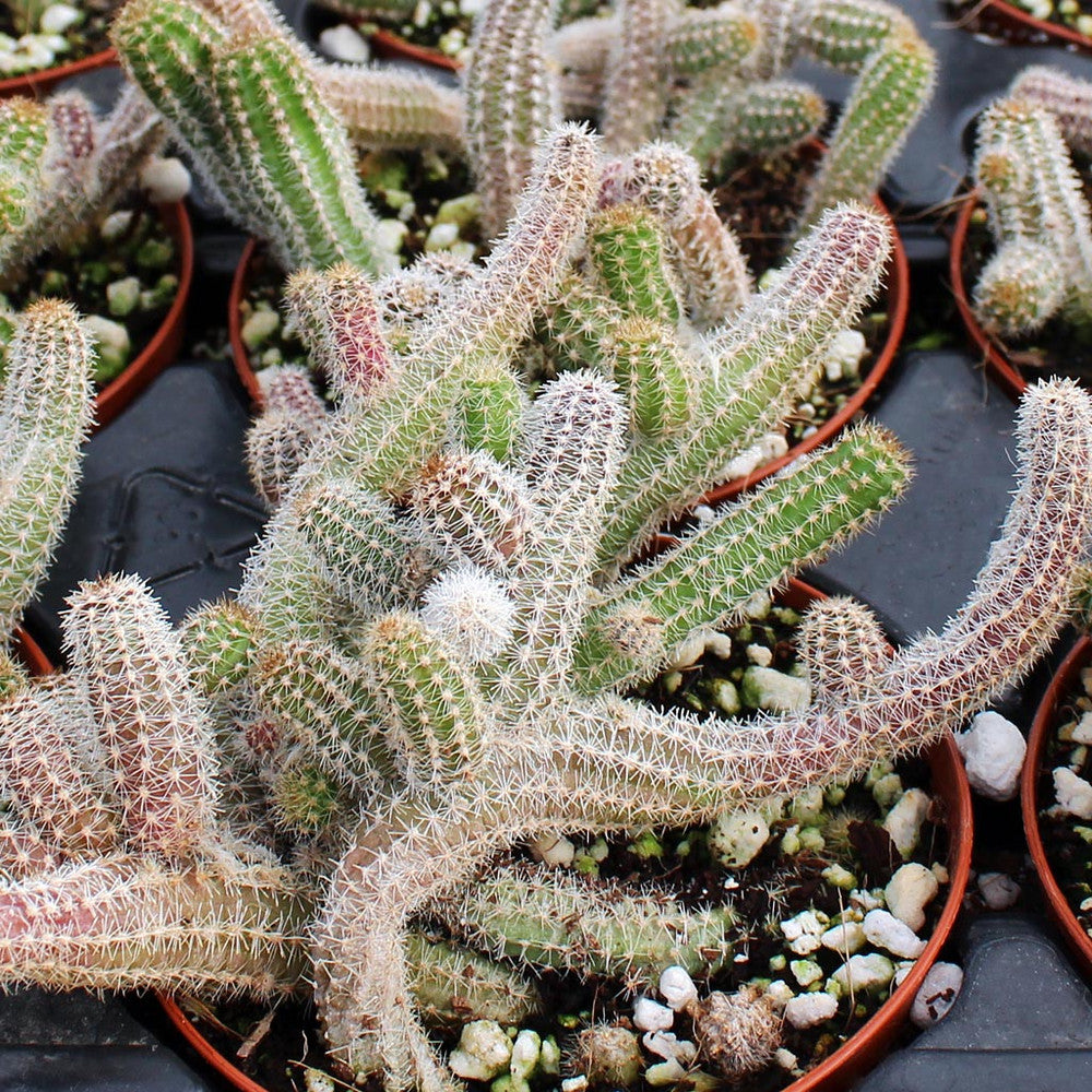 Echinopsis chamaecereus - Peanut Cactus