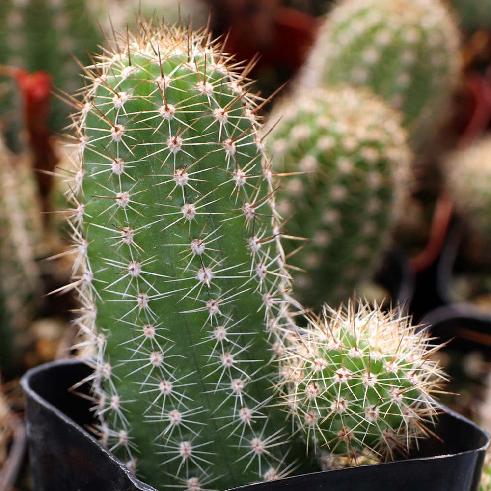 Echinopsis spachiana - Torch Cactus