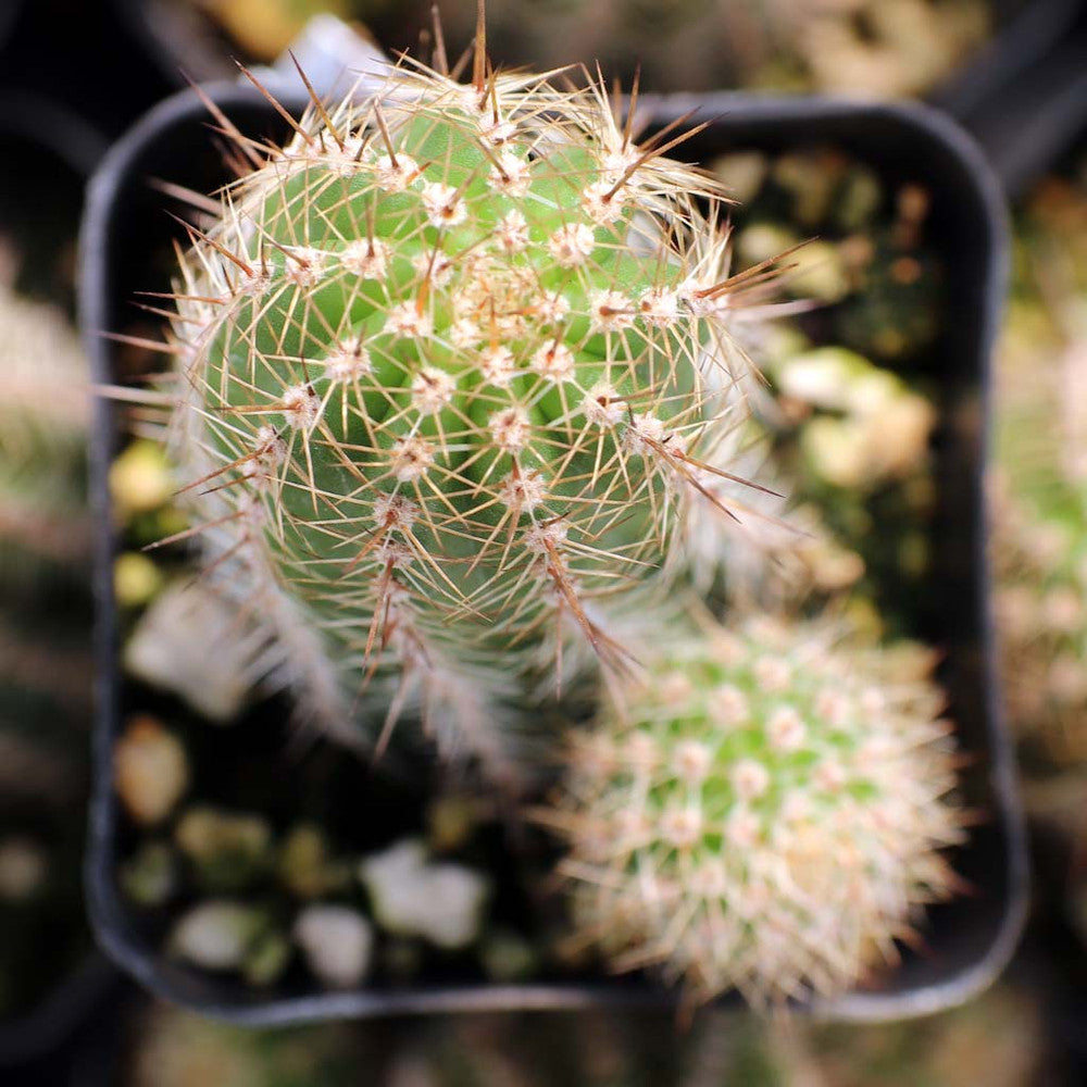 Echinopsis spachiana - Torch Cactus