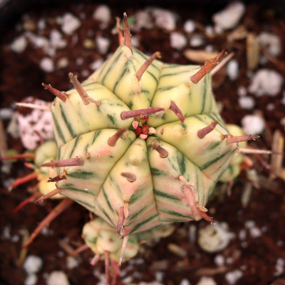 Euphorbia meloformis f. variegata [limited]