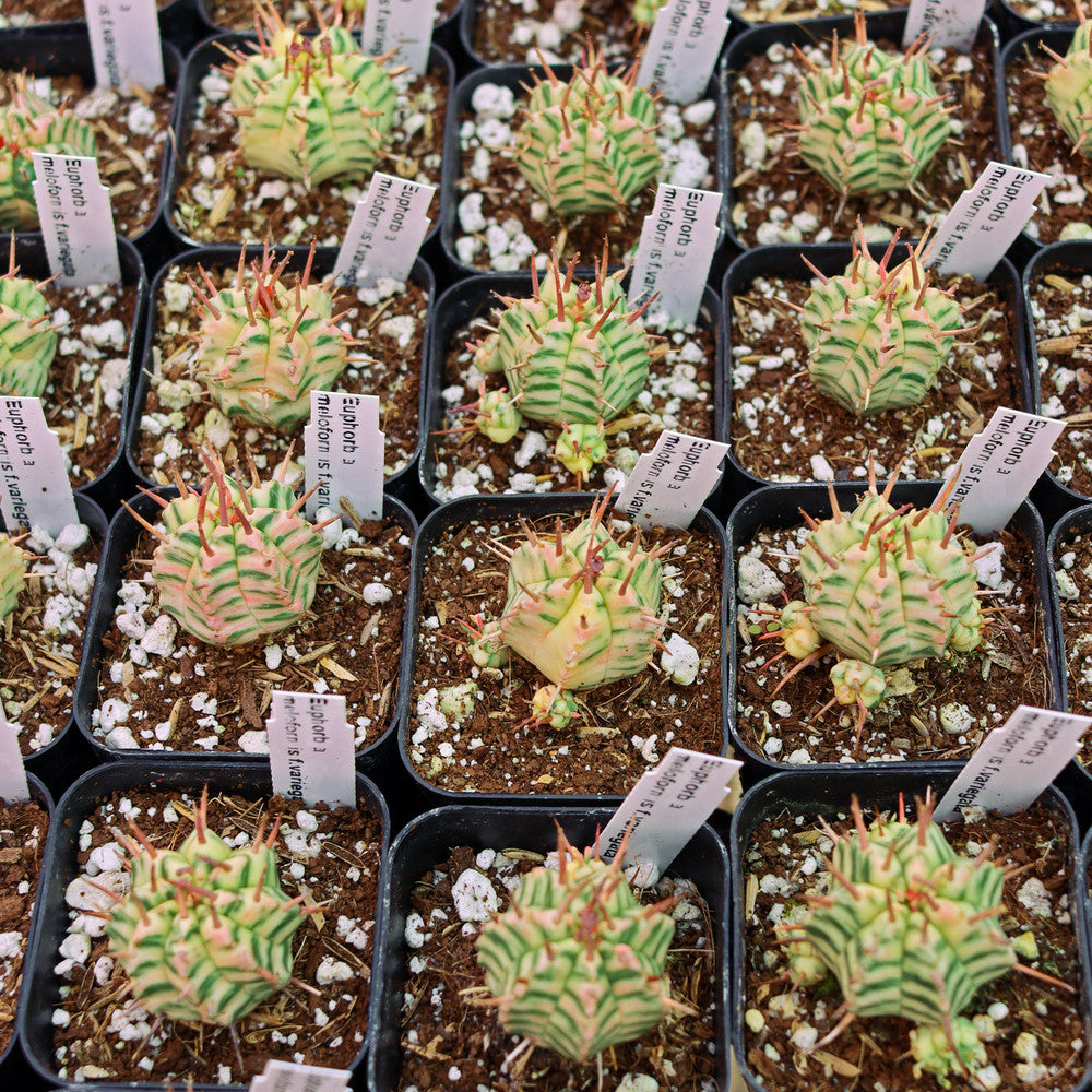 Euphorbia meloformis f. variegata [limited]