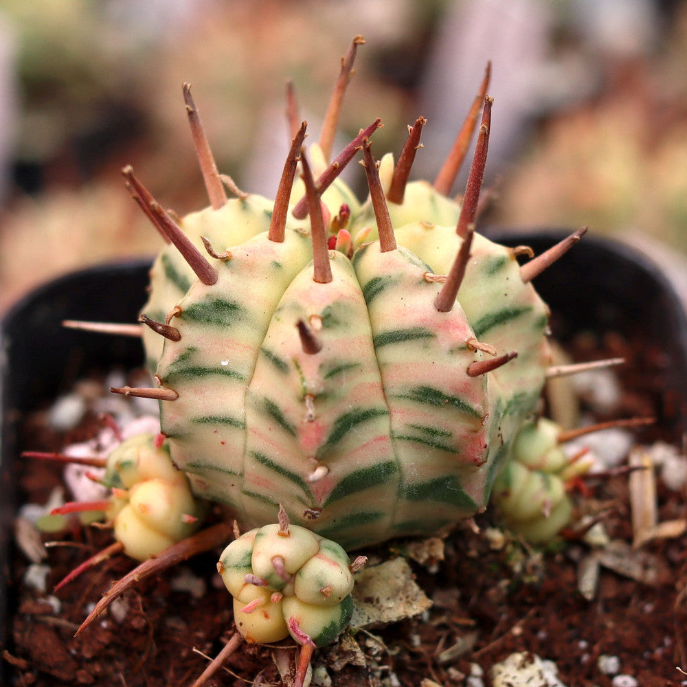 Euphorbia meloformis f. variegata [limited]