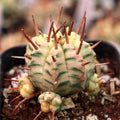 Euphorbia meloformis f. variegata [limited]