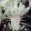 Euphorbia mammillaris f. variegata - Indian Corn Cob