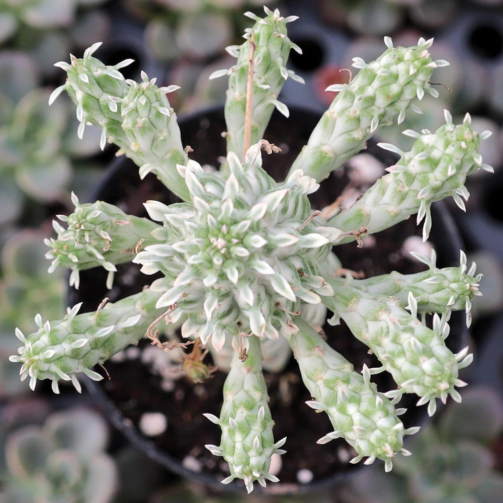 Euphorbia mammillaris f. variegata - Indian Corn Cob