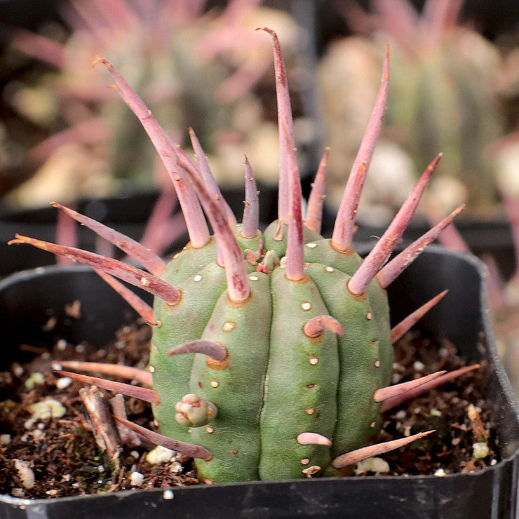 Euphorbia ferox [large] - Pincushion Euphorbia