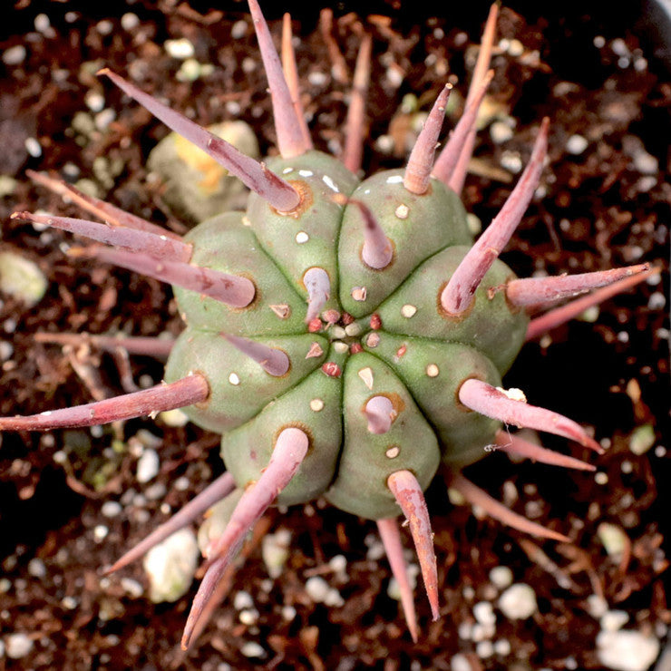 Euphorbia ferox [large] - Pincushion Euphorbia