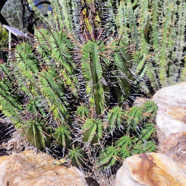 Euphorbia ferox [large] - Pincushion Euphorbia