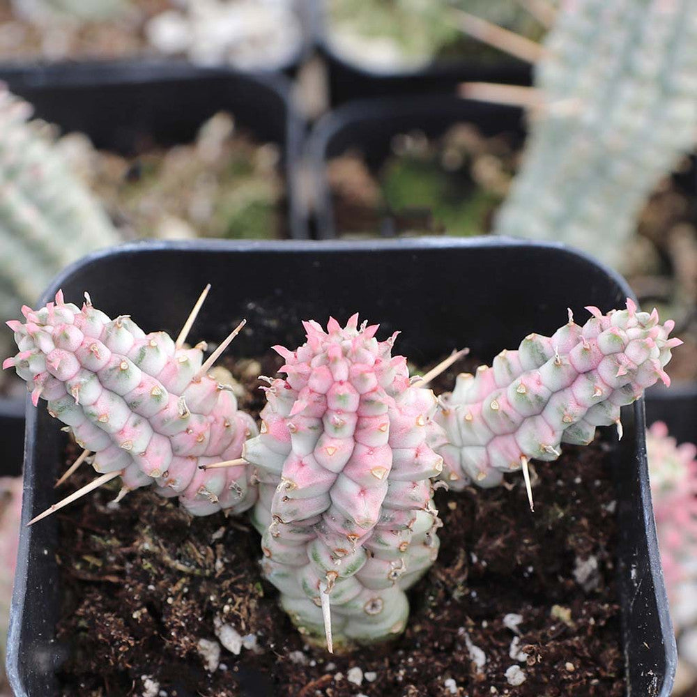 Euphorbia mammillaris f. variegata - Indian Corn Cob