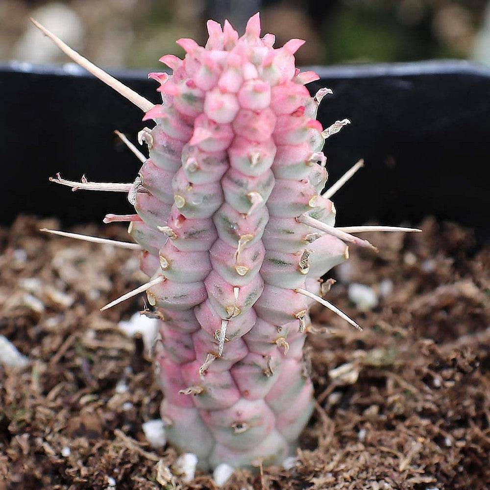 Euphorbia mammillaris f. variegata - Indian Corn Cob