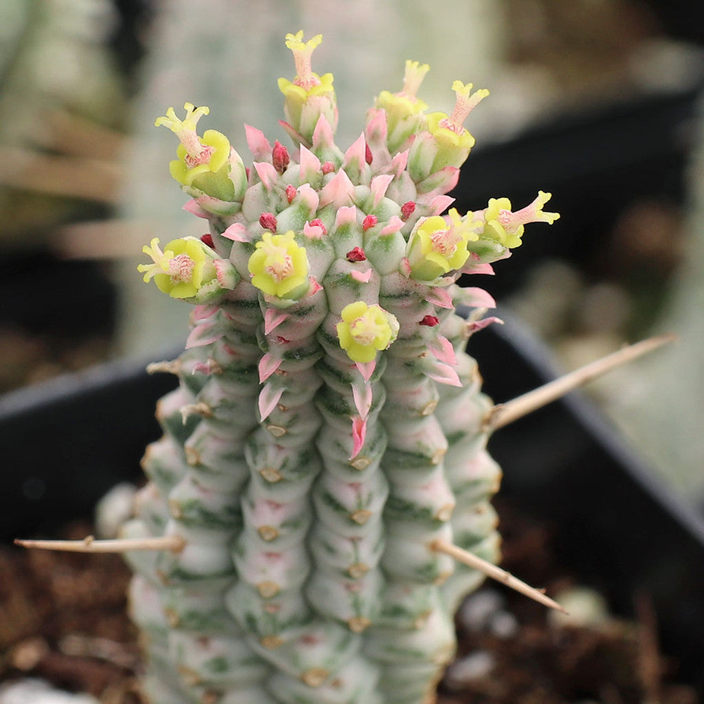 Euphorbia mammillaris f. variegata - Indian Corn Cob