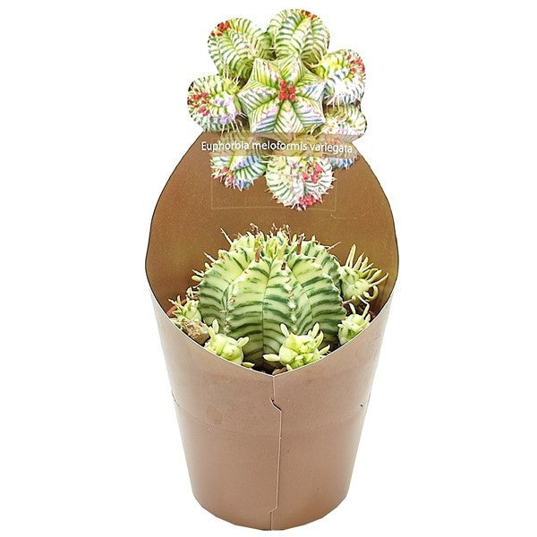 Euphorbia meloformis f. variegata [limited]