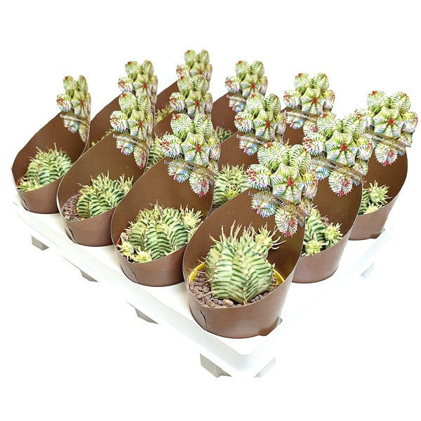 Euphorbia meloformis f. variegata [limited]
