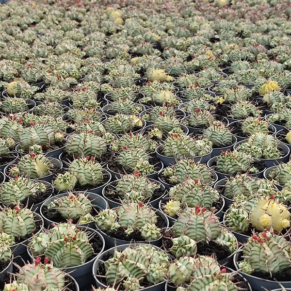 Euphorbia meloformis f. variegata [limited]
