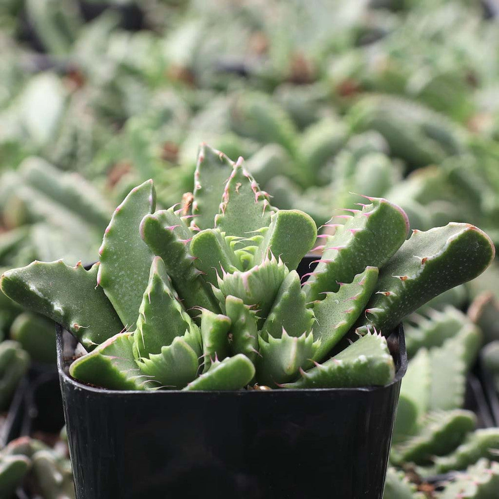 Faucaria candida