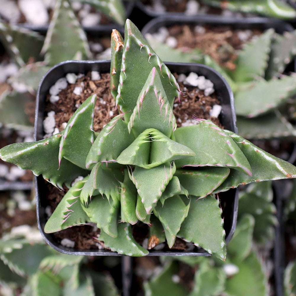 Faucaria candida