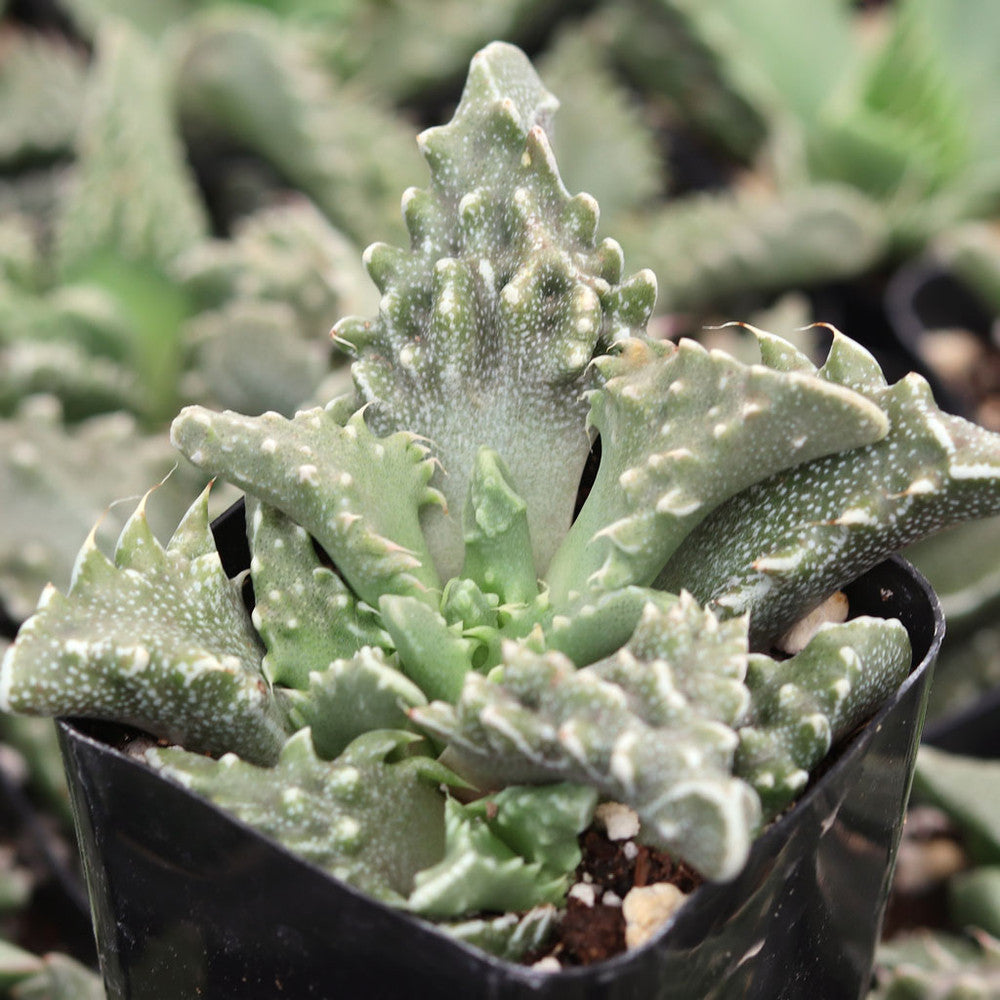 Faucaria tuberculosa
