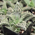 Faucaria tuberculosa