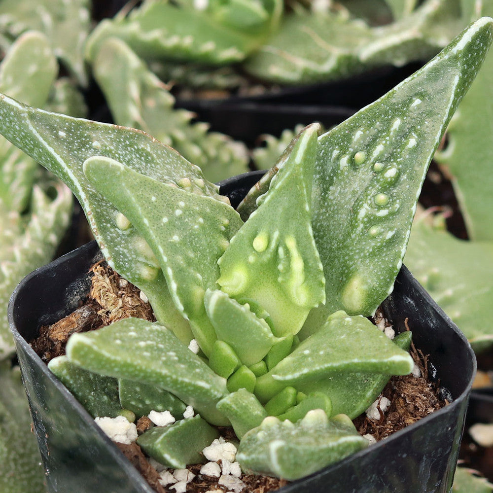 Faucaria tuberculosa