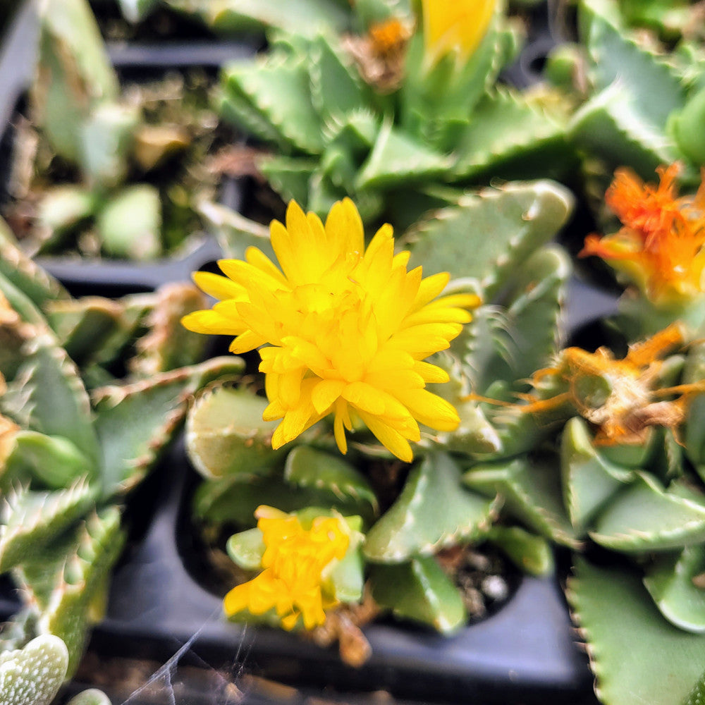 Faucaria tuberculosa