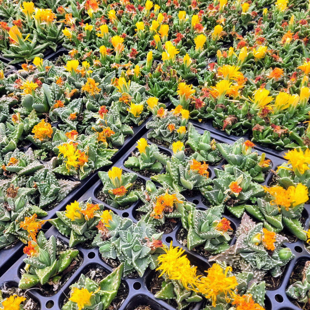 Faucaria tuberculosa