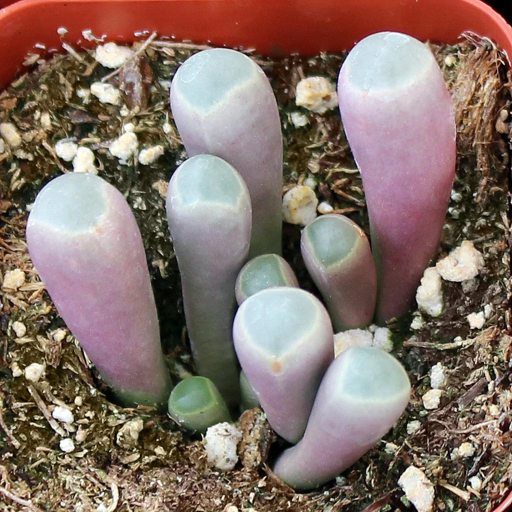 Fenestraria rhopalophylla - Baby Toes