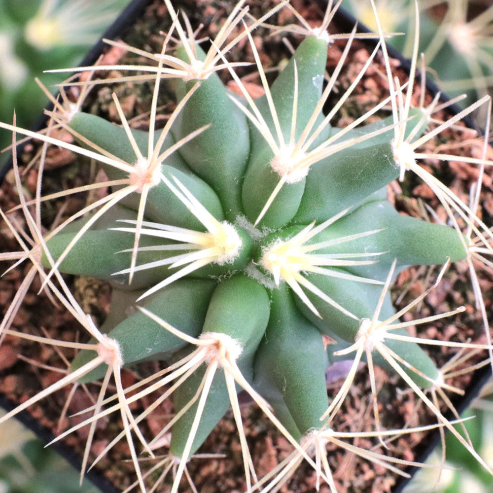 Ferocactus glaucescens - Blue Barrel Cactus