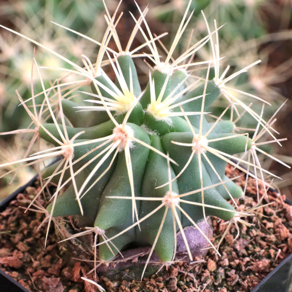 Ferocactus glaucescens - Blue Barrel Cactus