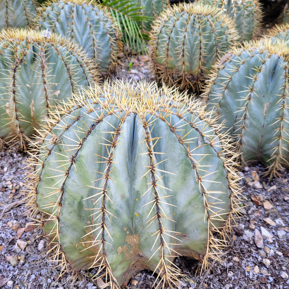 Ferocactus glaucescens - Blue Barrel Cactus