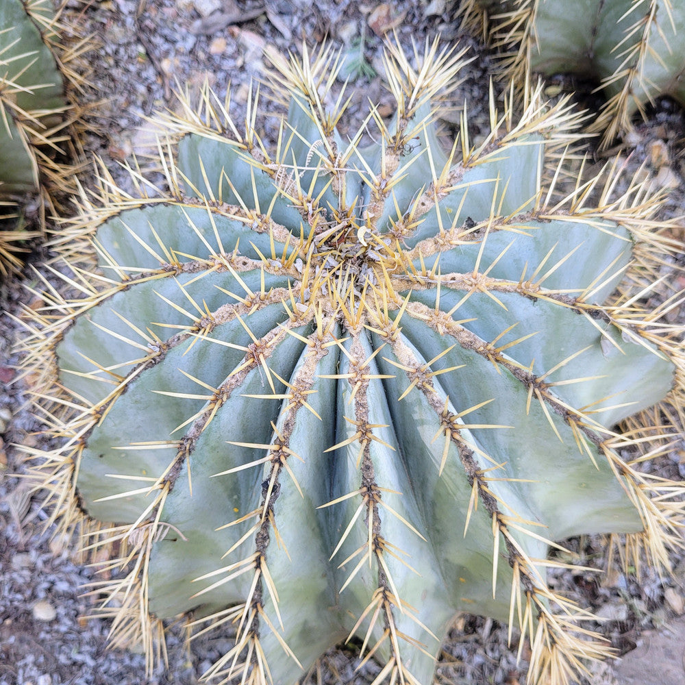 Ferocactus glaucescens - Blue Barrel Cactus