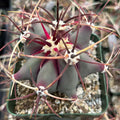 Ferocactus emoryi [large]