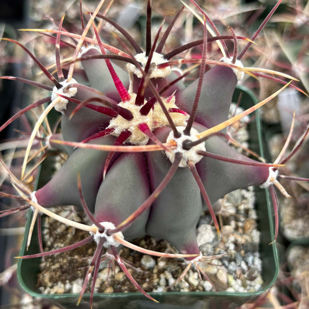 Ferocactus emoryi [large]