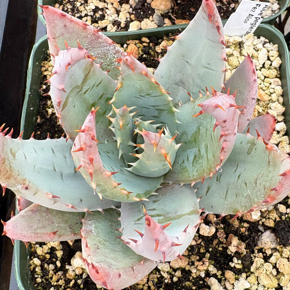 Aloe peglerae - Fez Aloe [large] [bare root]