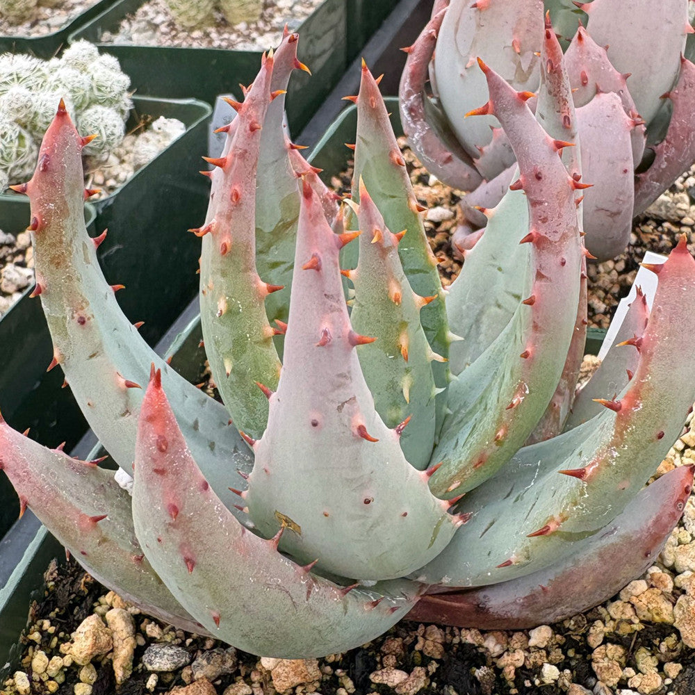 Aloe peglerae - Fez Aloe [large] [bare root]