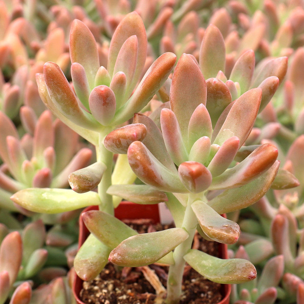 Graptosedum 'Francesco Baldi'