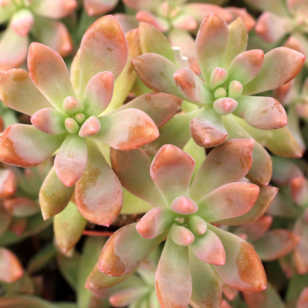Graptosedum 'Francesco Baldi'