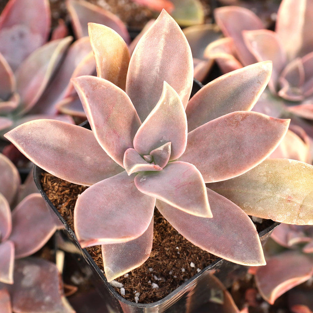Graptoveria 'Fred Ives'