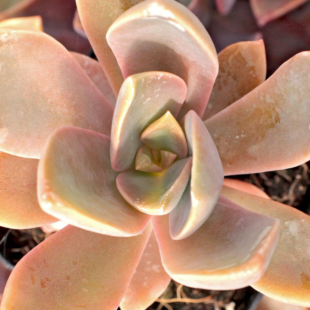 Graptoveria 'Fred Ives'