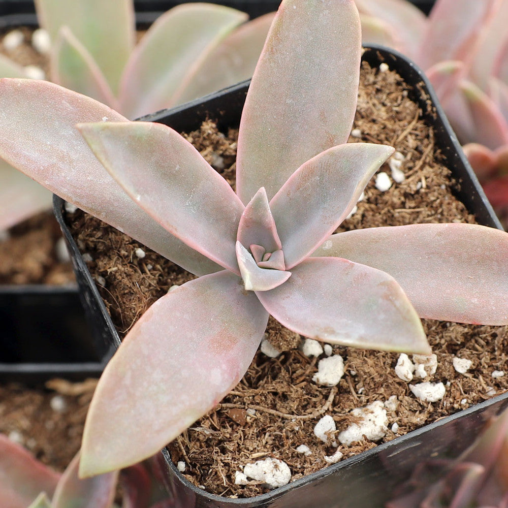 Graptoveria 'Fred Ives'