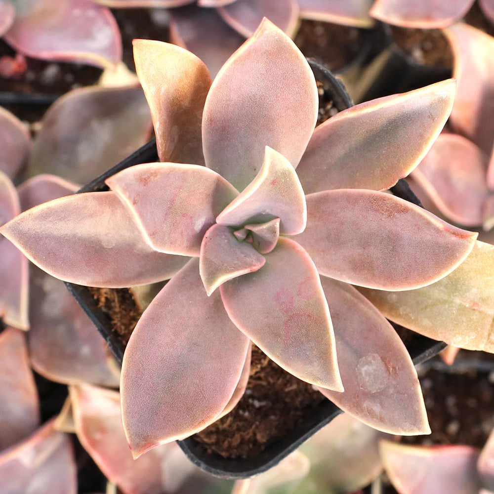 Graptoveria 'Fred Ives'