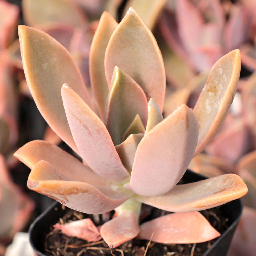 Graptoveria 'Fred Ives'