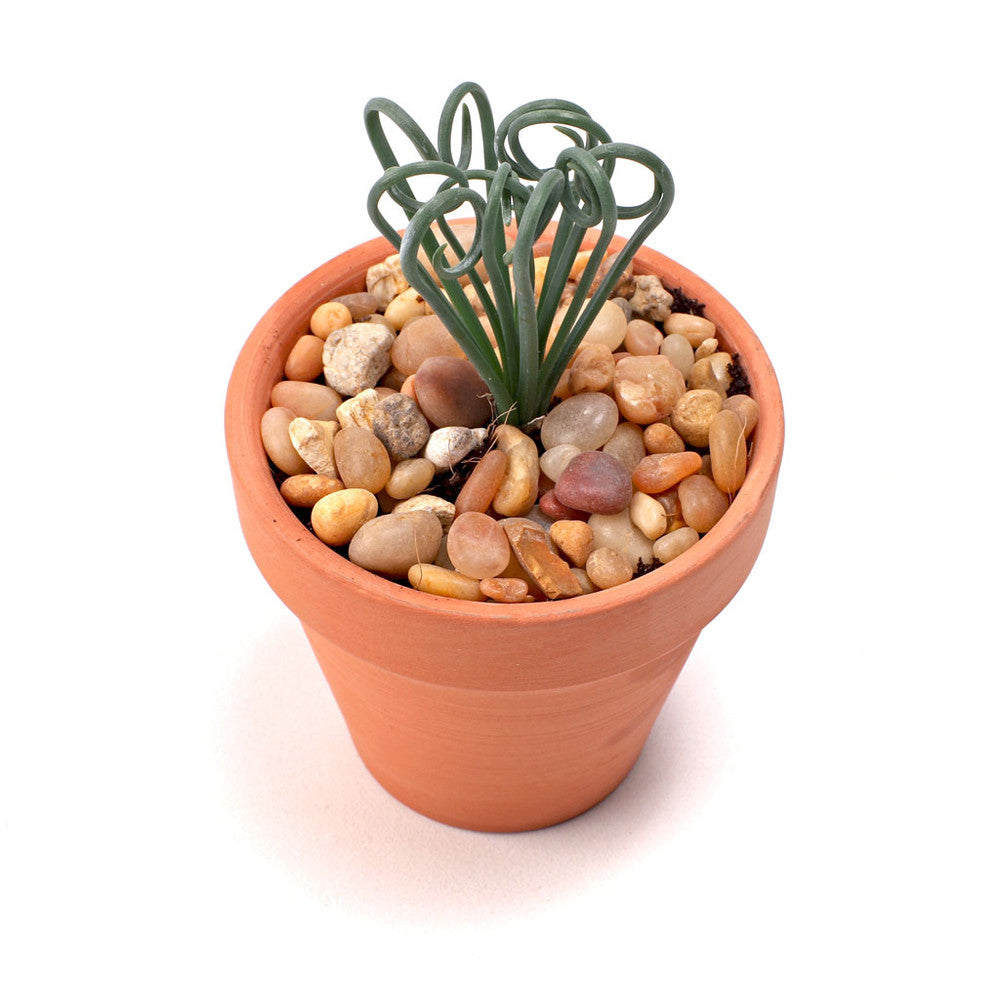 Albuca spiralis 'Frizzle Sizzle'®